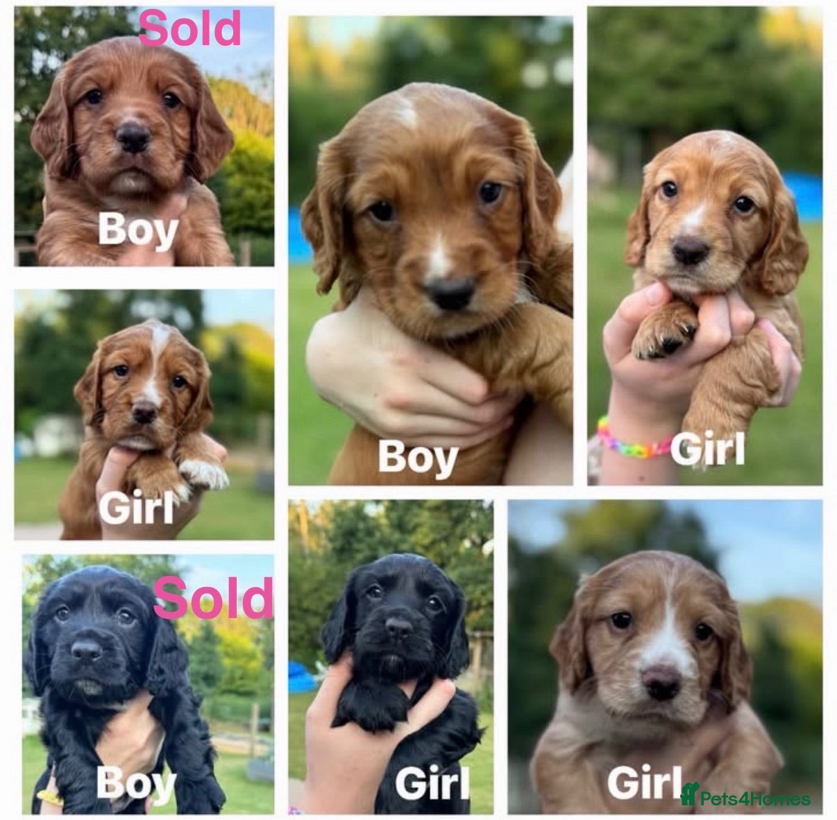 Sprocker dogs 5 beautiful Sprockers ❤️ - Advert 4