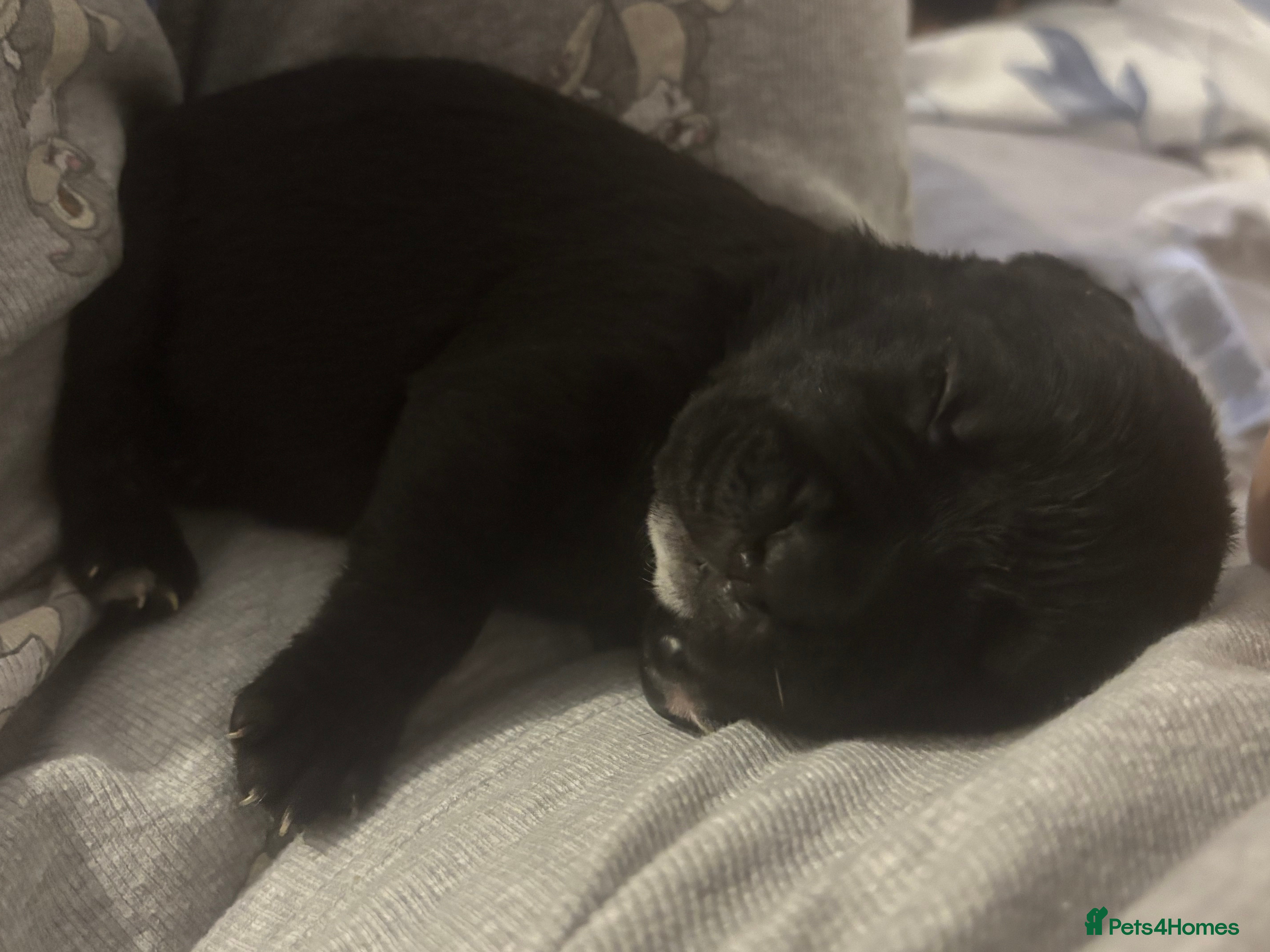 Cane Corso dogs 7 beautiful cane corso puppies  - Advert 1