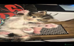 Mixed Breed cats for sale: 2 females mixed maincoon  - Image 7
