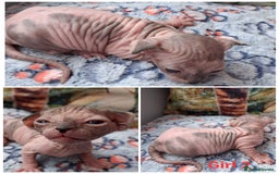 Sphynx cats for sale: Sphynx Kittens - Image 11