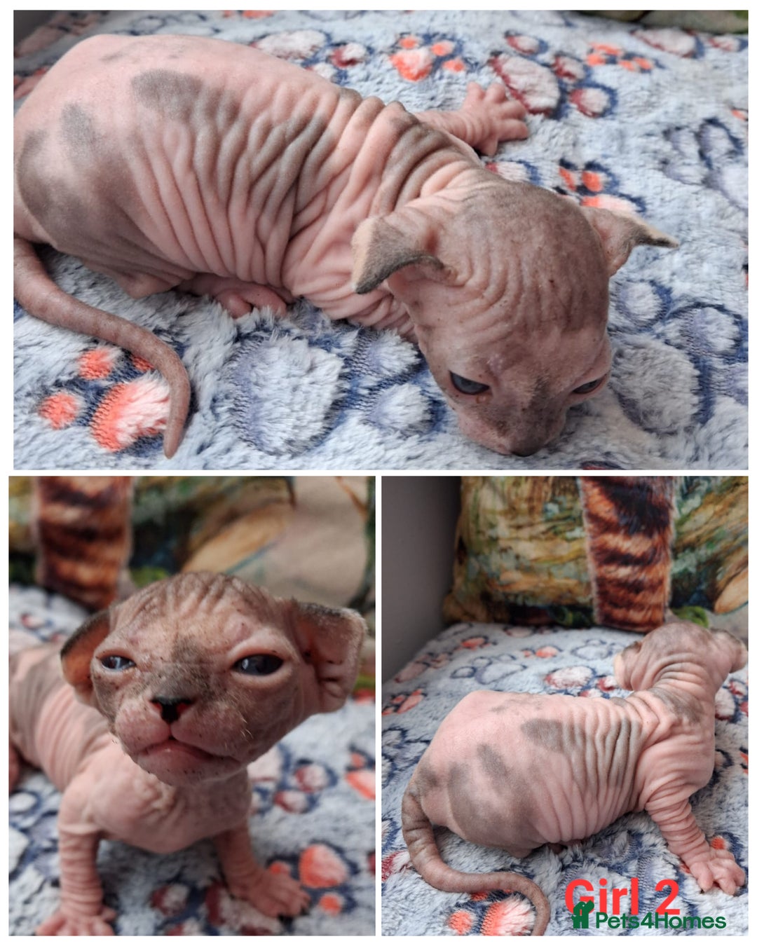 Sphynx cats for sale: Sphynx Kittens - Image 11