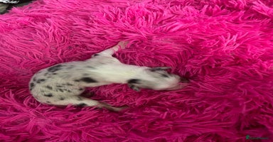 Australian Shepherd dogs - Advert 10