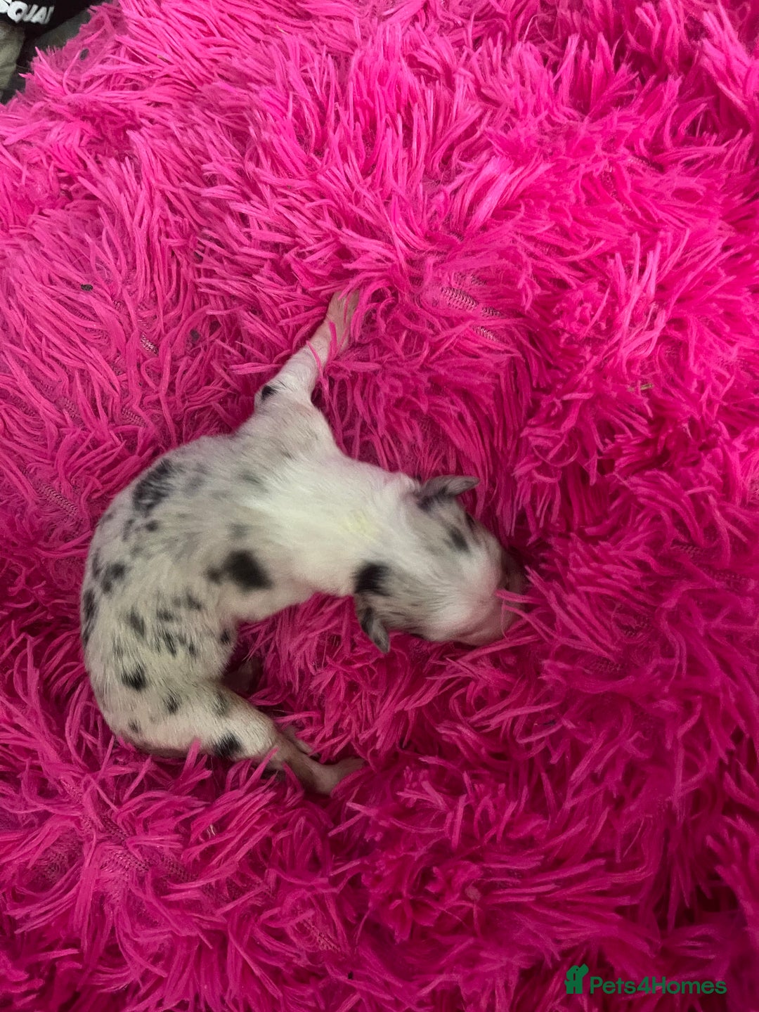 Australian Shepherd dogs for sale: Beautiful Australian Shepherd KC registration🥰 - Image 2