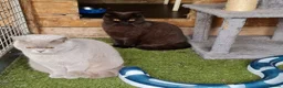 British Shorthair cats for sale: Gorgeous British Shorthair girls - Advert 3