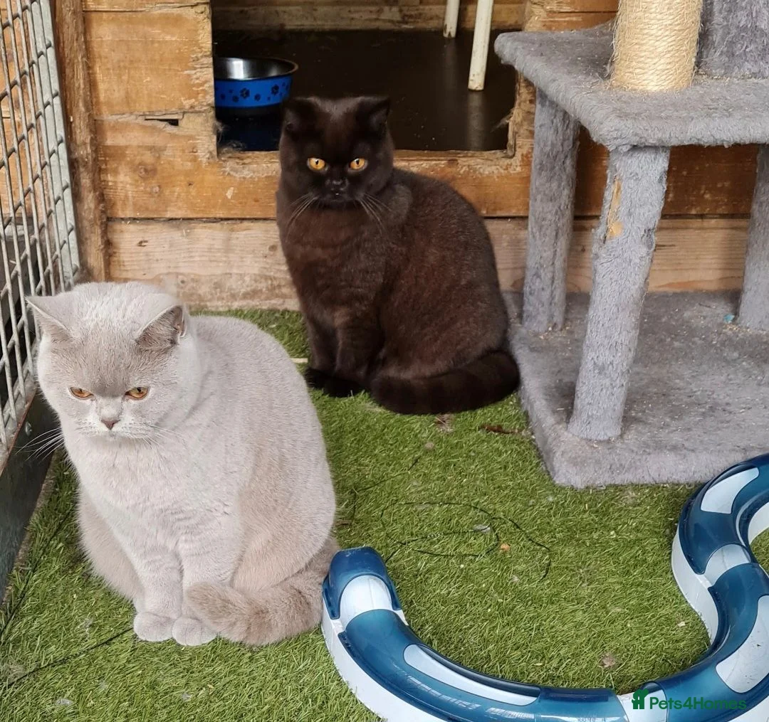 British Shorthair cats for sale: Gorgeous British Shorthair girls - Advert 3