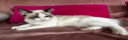Ragdoll cats for sale: GCCF Registered Active Female - Advert 7
