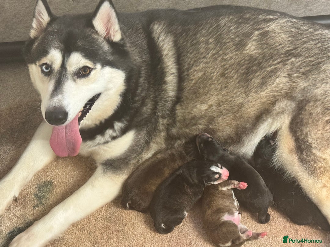 Mixed Breed dogs for sale: Beautiful huskadors - Advert 12