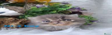 Persian Kitten 3