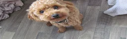 Poochon dogs for sale: 3 beautiful Poochon / Toy Poodle girls  - Advert 6