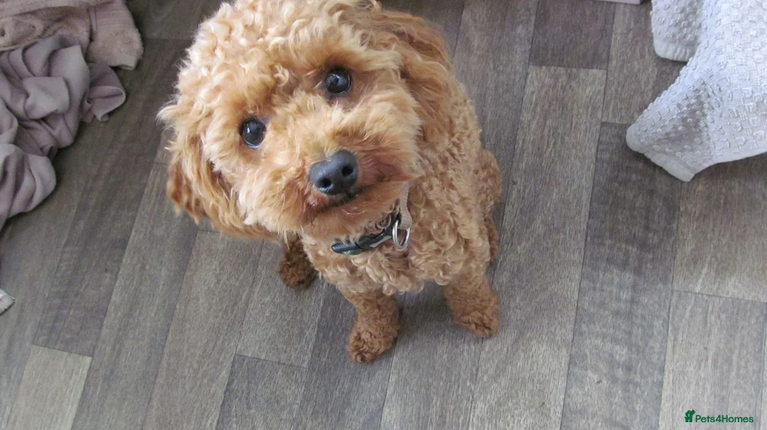 Poochon dogs for sale: 3 beautiful Poochon / Toy Poodle girls  - Advert 6