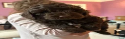 Cockapoo dogs for sale: Last Stunning cockapoo girl ready now - Advert 32