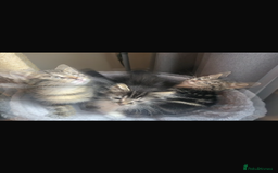 Maine Coon cats for sale: Adorable kittens mixed Maine Coon - Image 5