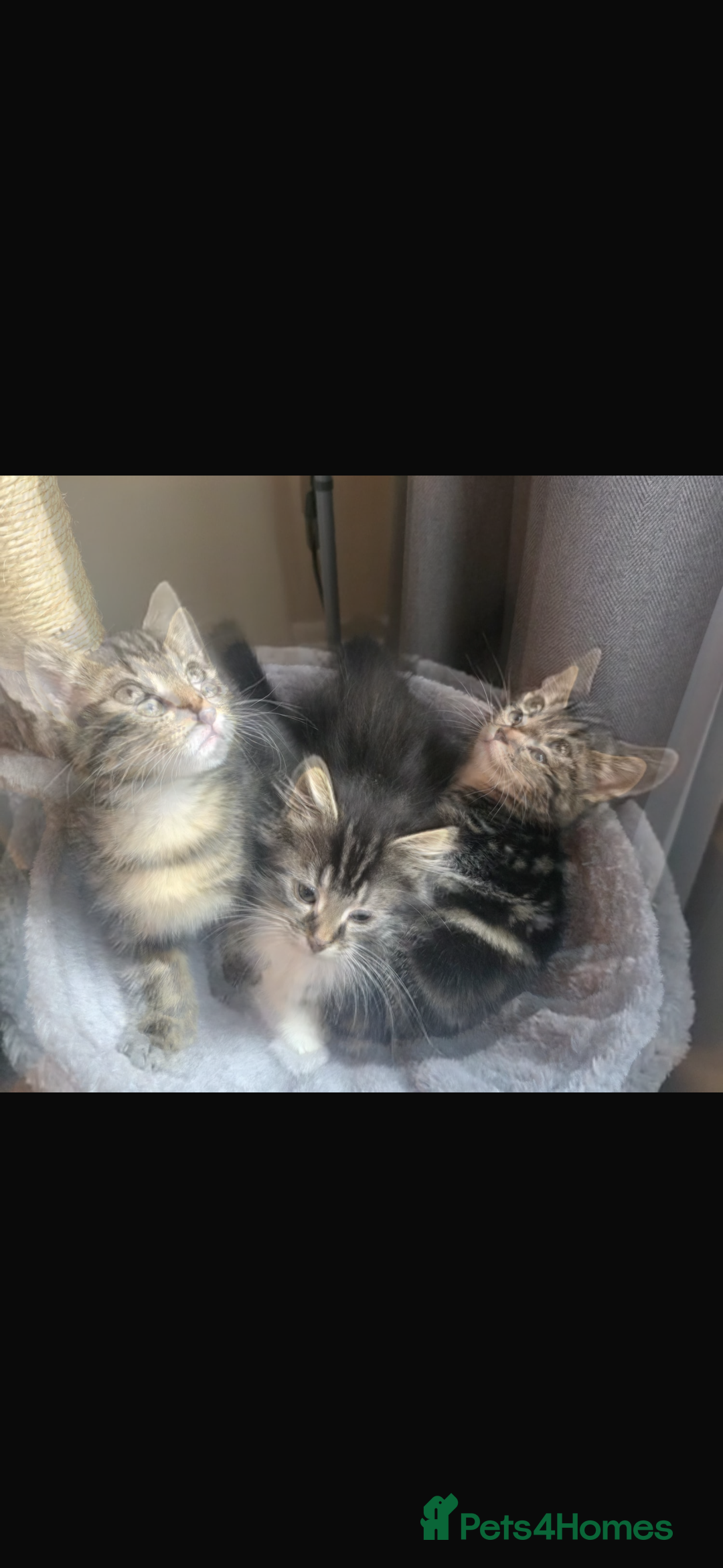 Maine Coon cats for sale: Adorable kittens mixed Maine Coon - Image 5