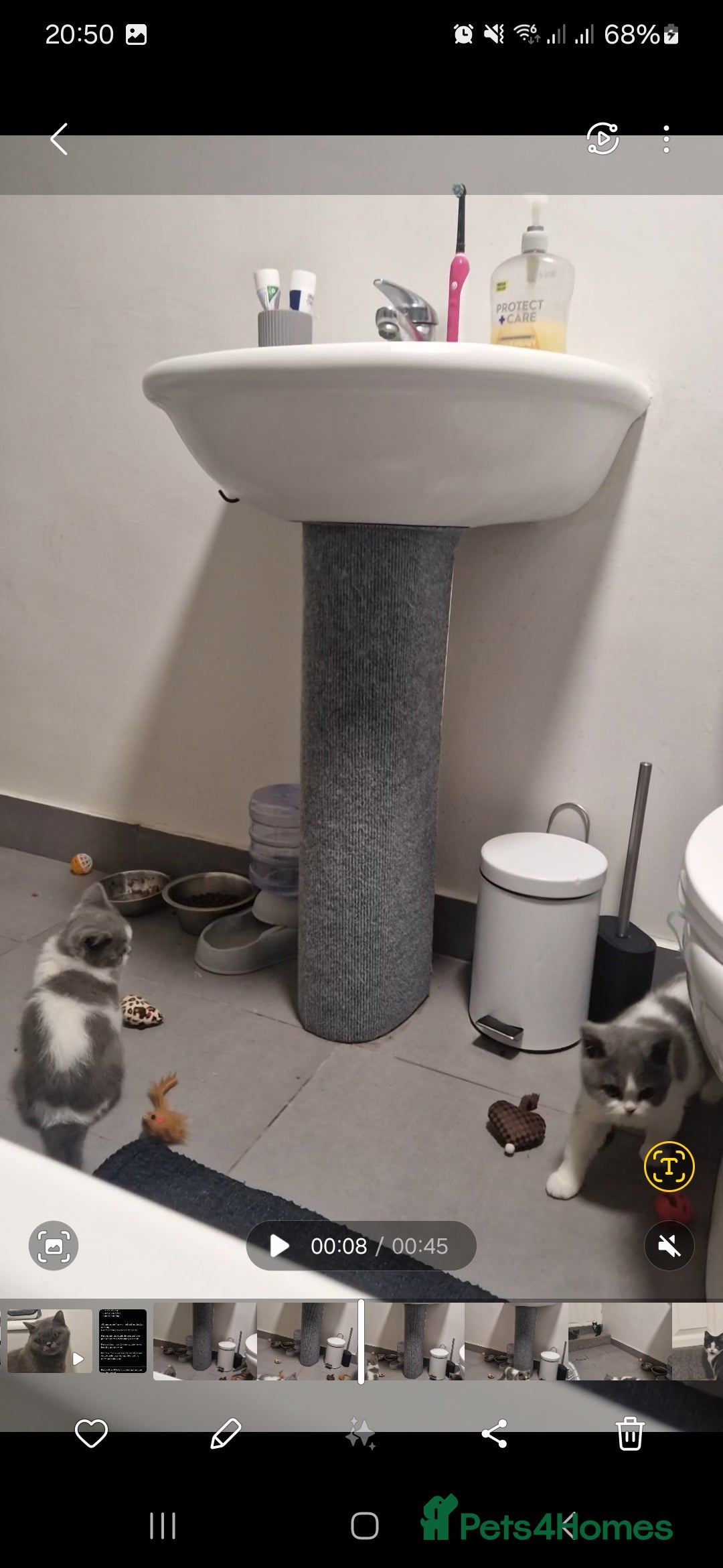 British Shorthair cats for sale: 😍 READY NOW gccf reg British shorthair kittens - Advert 10