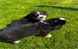 Bernese Mountain Dog dogs for sale: Bernese mountain dogs - Image 7
