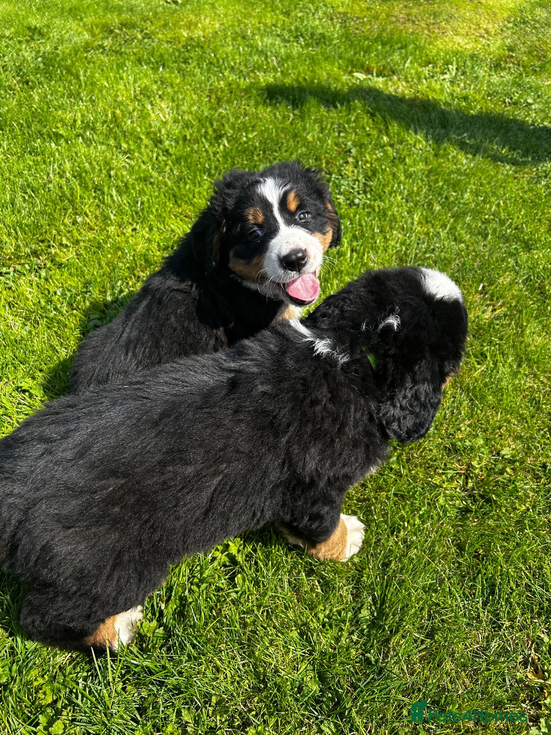 Bernese Mountain Dog dogs for sale: Bernese mountain dogs - Image 7