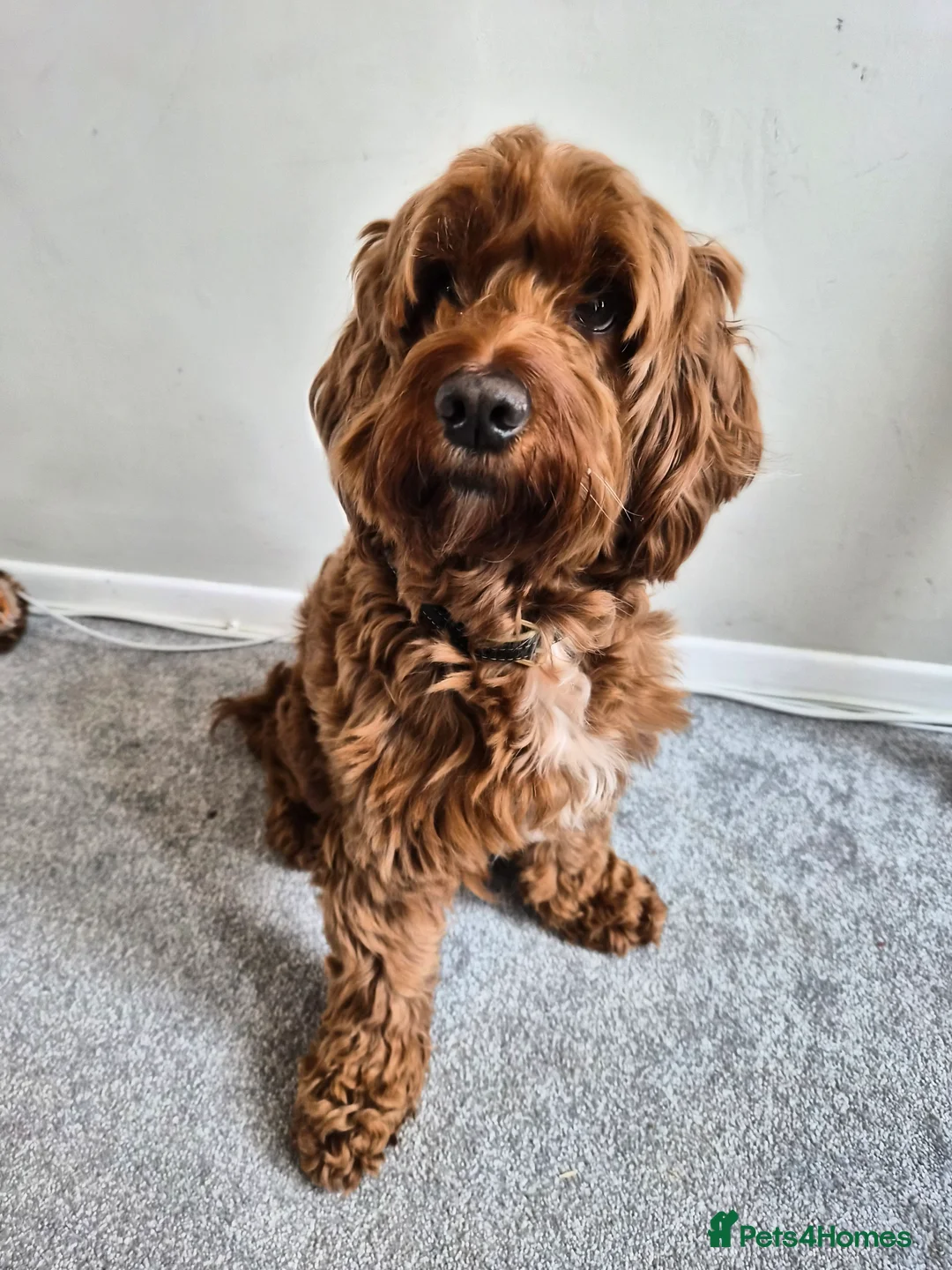 Cockapoo dogs for sale: Monty for rehoming - Advert 2