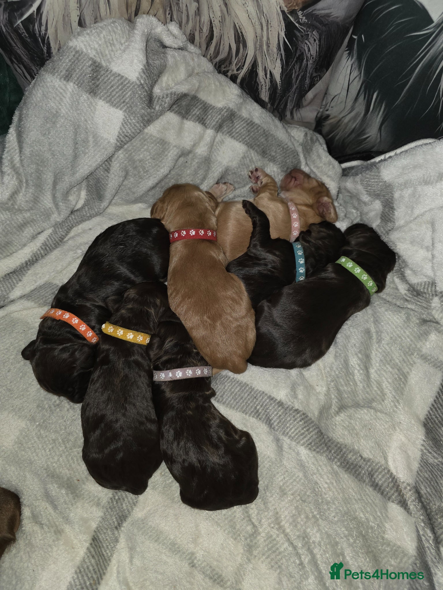 Cocker Spaniel dogs for sale: KC Reg Working Cocker Spaniel Pups ** 1 Boy Left** - Advert 5