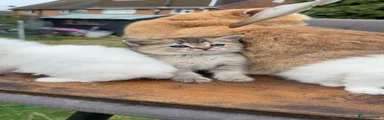 British Shorthair 5