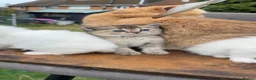 British Shorthair cats for sale: British Shorthair cats - Advert 4