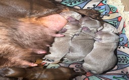 Dachshund dogs for sale: Beautiful Dachshunds READY TO LEAVE  - Image 6