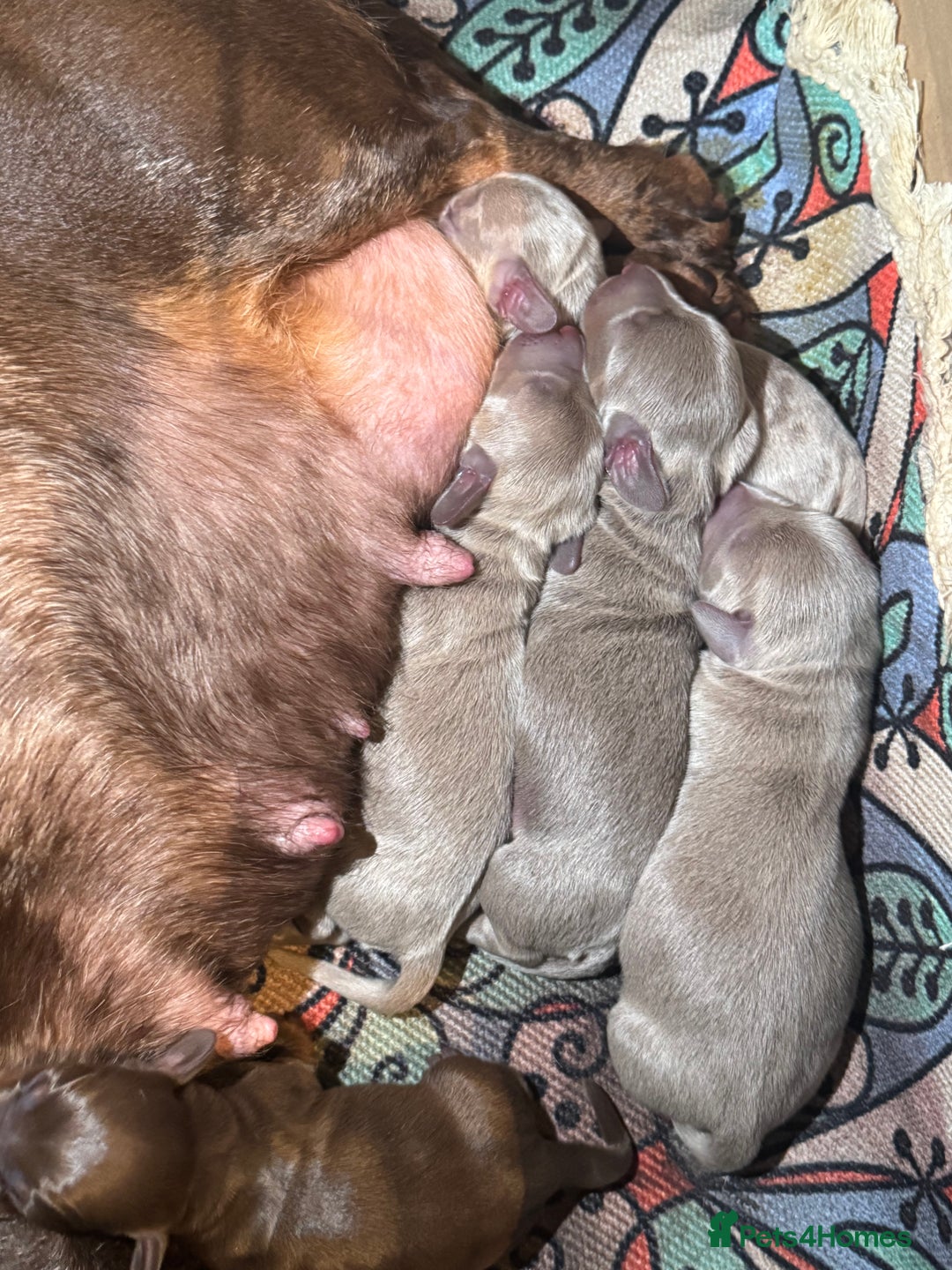 Dachshund dogs for sale: Beautiful Dachshunds READY TO LEAVE  - Image 6