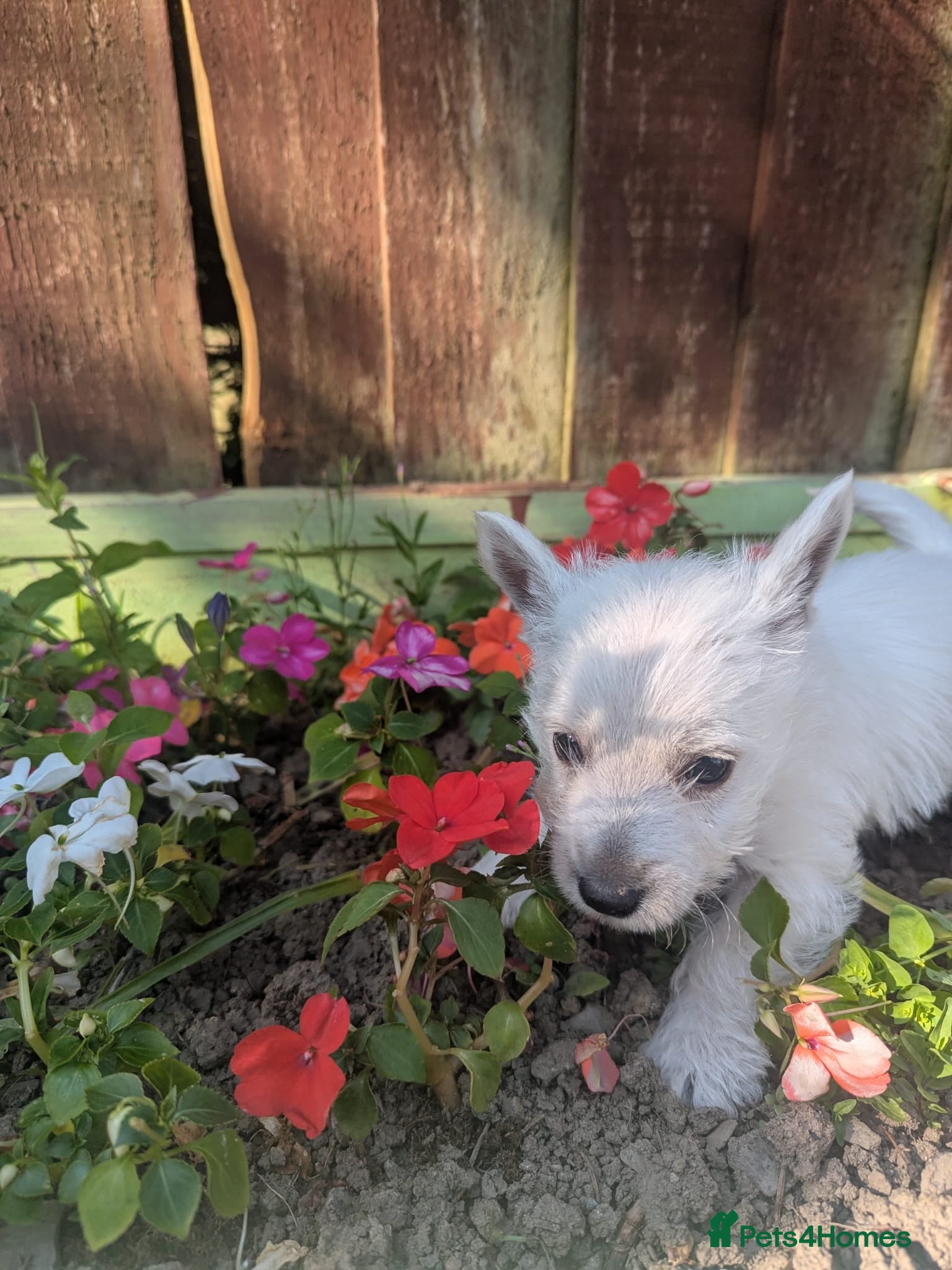 West Highland Terrier dogs Pedigree Westies - Advert 1