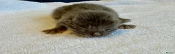 Maine Coon cats for sale:     Stunning Maine Coon x Ragdoll Kittens  - Advert 11