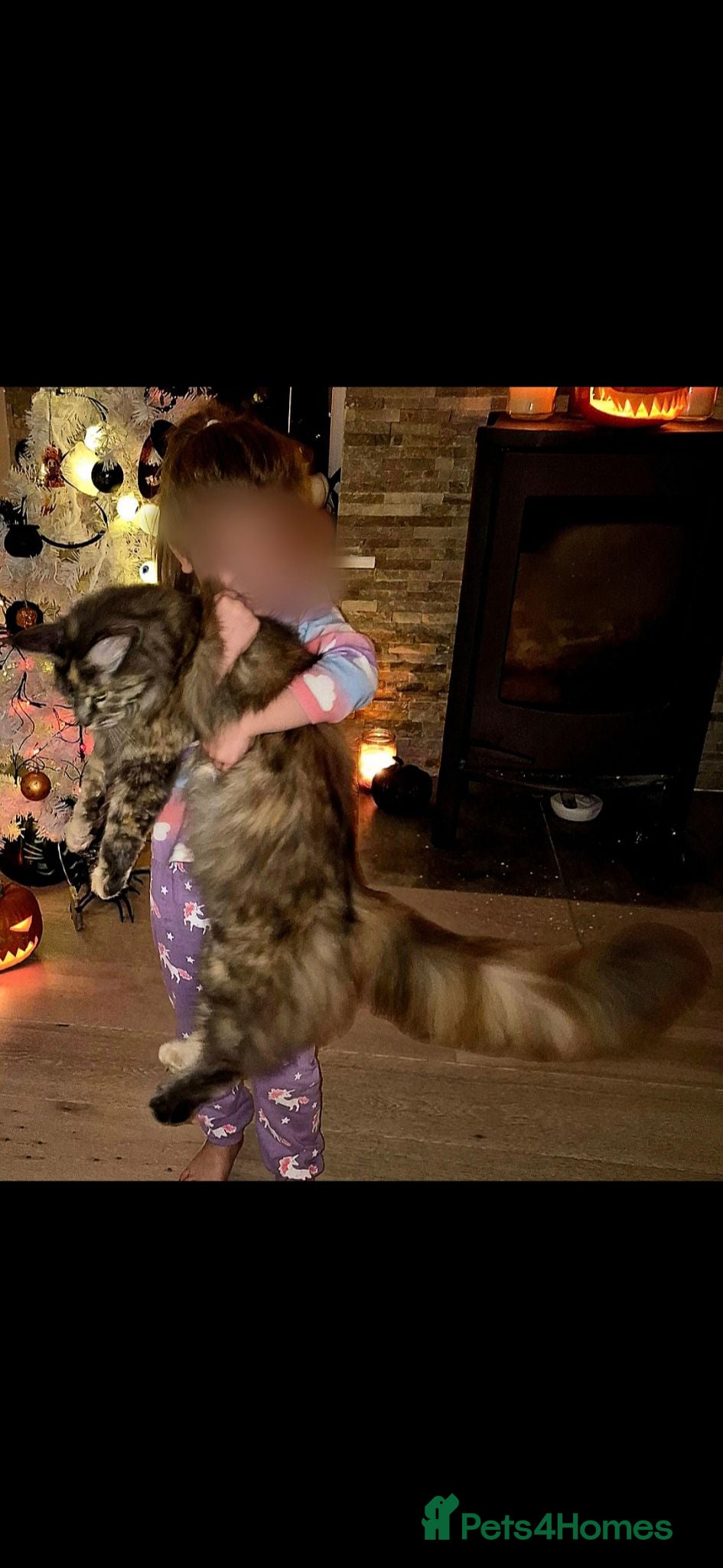 Maine Coon cats Majestic Maine coon, big paws, big hearts. - Advert 1