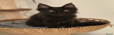 Maine Coon 2