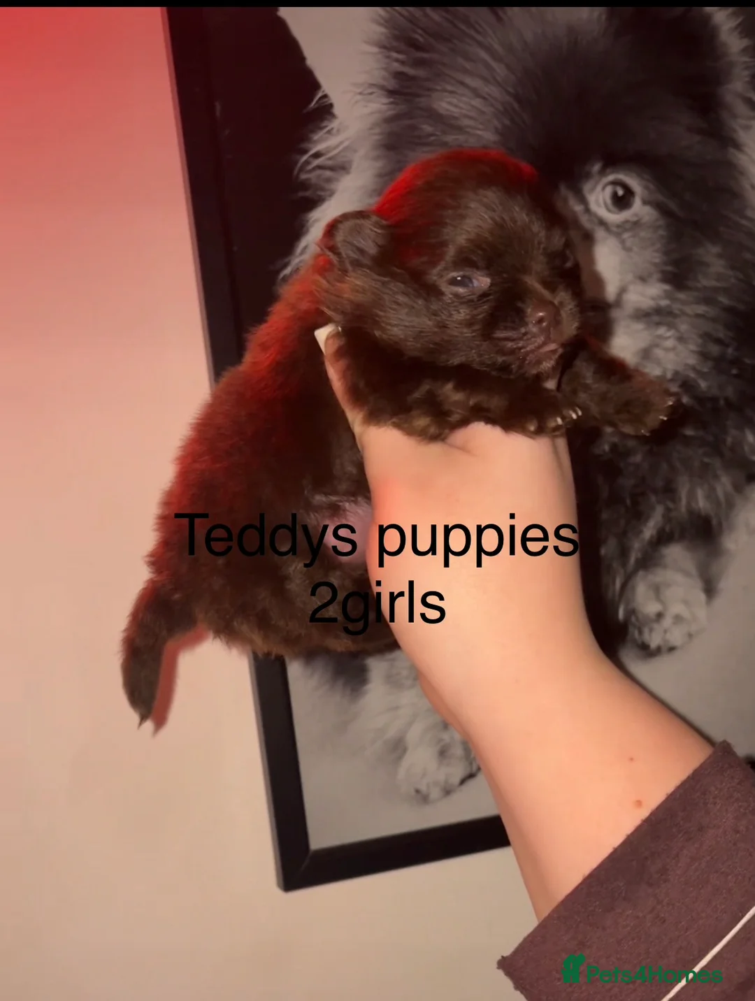 Pomeranian dogs for stud: top quality 5kg/3kgstud!chocolatemerle&fullblack🔥 - Advert 12