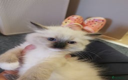 Ragdoll cats for sale: Beautiful Ragdoll Kittens - Image 21
