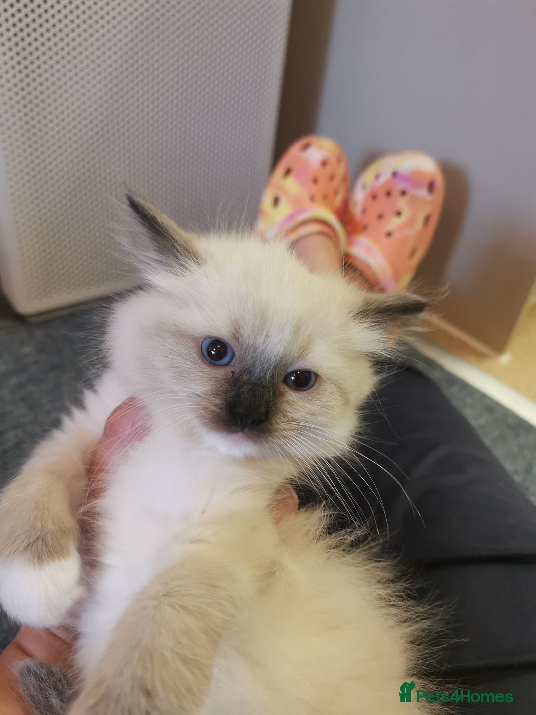 Ragdoll cats for sale: Beautiful Ragdoll Kittens - Image 21