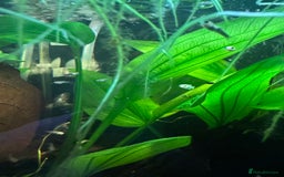 Mollies fish for sale: Guppies & Mollies - Advert 2