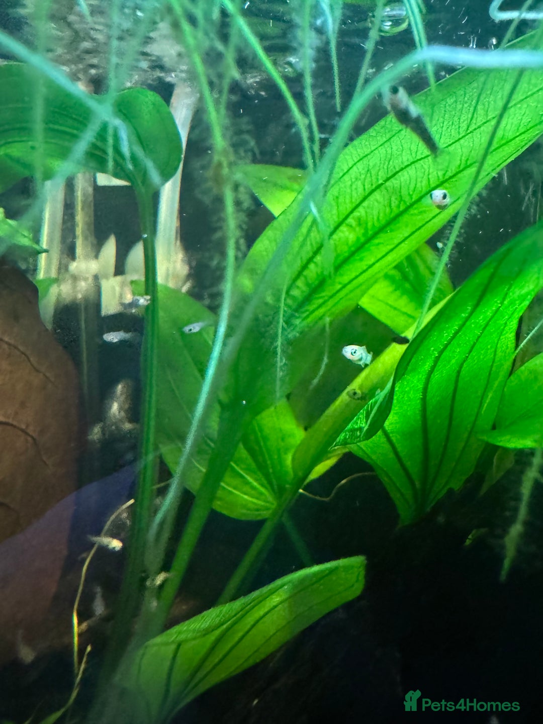 Mollies fish for sale: Guppies & Mollies - Advert 2