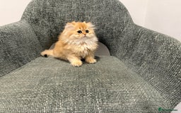 British Longhair cats for sale: Golden and Blue golden British longhairs - Image 10