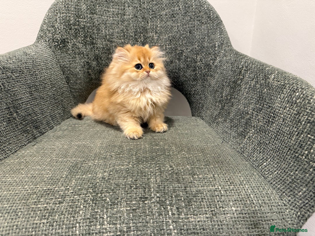 British Longhair cats for sale: Golden and Blue golden British longhairs - Image 10