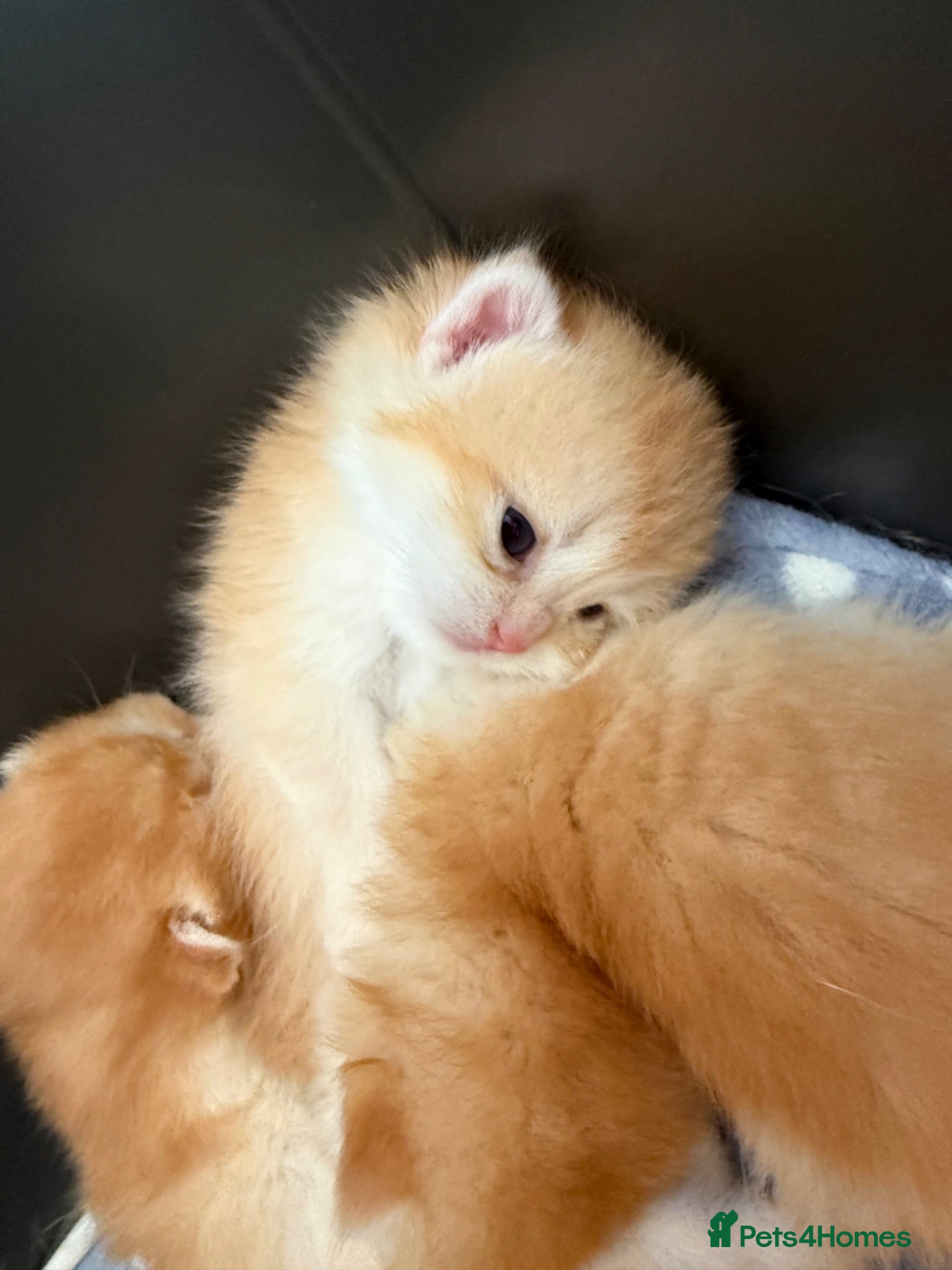 British Shorthair cats GCCF registered BSH Chocolate Golden Kittens - Advert 1