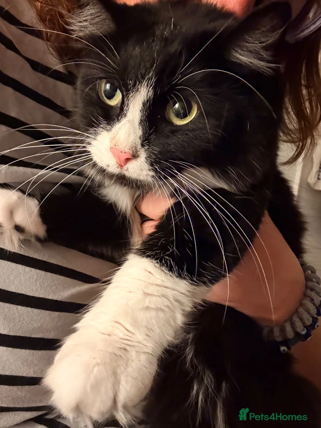 Mixed Breed cats for sale: Sweet Violet needs her forever home 💜❤️ - Advert 2