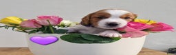 Welsh Springer Spaniel dogs for sale: Quality Welsh Springers | Exceptional homes only. - Advert 12