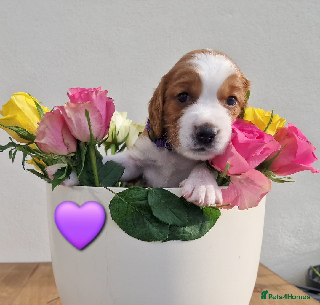 Welsh Springer Spaniel dogs for sale: Quality Welsh Springers | Exceptional homes only. - Advert 12