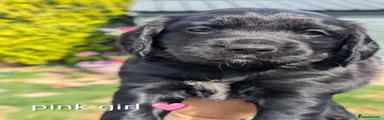 Cocker Spaniel 4