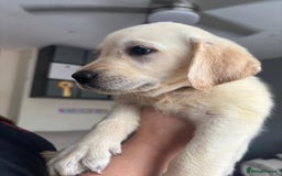 Goldador dogs for sale: Goldador puppies 3 girls - Image 5