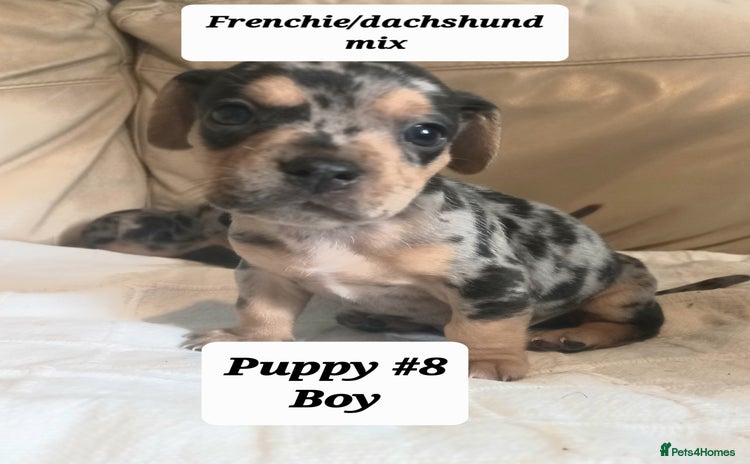 Mixed Breed dogs - Advert 8
