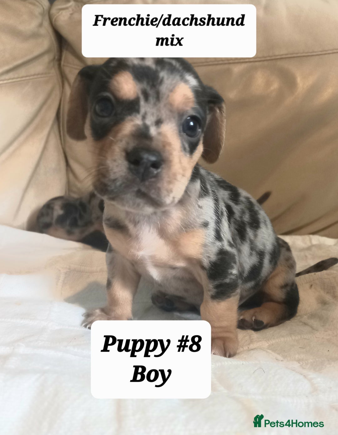 Mixed Breed dogs for sale: Frenchie/Dachshund puppies - Image 1