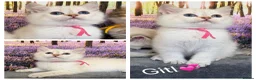 British Longhair cats for sale: British LH adorable golden kittens TICA  - Advert 3