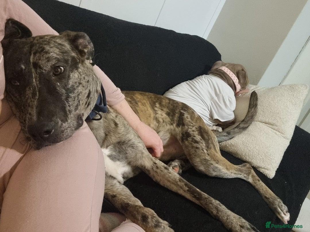 Mixed Breed dogs for sale: Beautiful Rocco looking for 5⭐️ home - Image 4