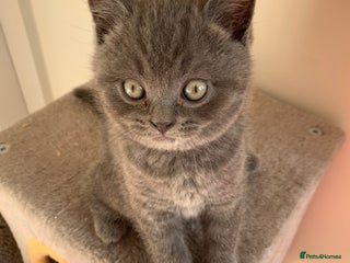 British Shorthair cats British Short Hair Kittens - Advert 4