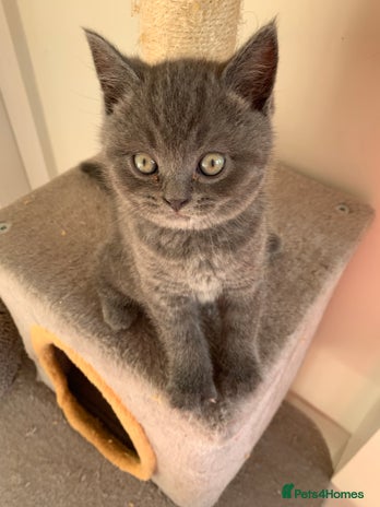 British Shorthair cats - Advert 3