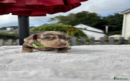 Miniature Dachshund dogs for sale: *READY NOW! 2 STUNNING KC REG MINI DACHSHUND BOYS* - Image 12